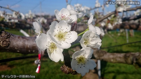桜が散り始めると、梨の花が咲くんです＠千葉県八千代市 2016年4月