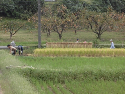 2016稲刈り