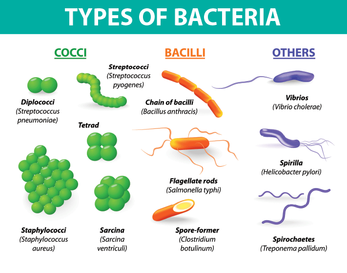 types-of-bacteria.gif