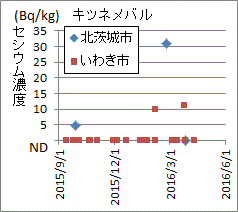 茨城県北茨城市より低くでる福島県いわき市産キツネメバルの検査結果