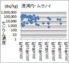 下がる気配が無い福島第一原発港湾内のムラソイのセシウム濃度