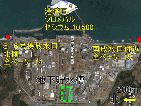 事故から５年４ヶ月過ぎでも放射性物質や汚染魚が見つかる福島第一近傍の外洋