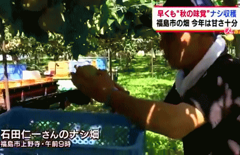 福島のナシの収穫を報じる福島のローカルTV局・TUF