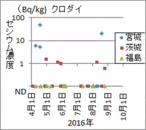 福島は全数ND、宮城、茨城ではそこそこセシウム入りのクロダイ検査結果