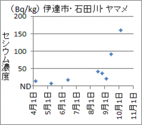 急に上昇した福島県伊達市石田川ヤマメのセシウム濃度