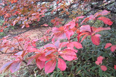 浅間山と紅葉