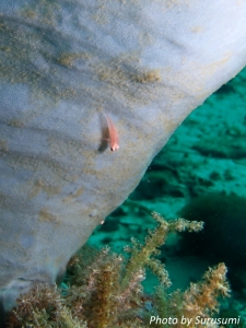 SoftCoral Ghostgoby