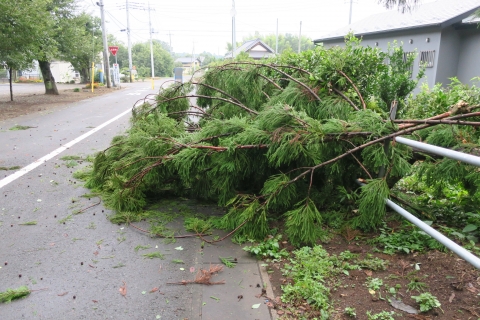 台風9号「倒木による通行止め」碁石沢地区⑧