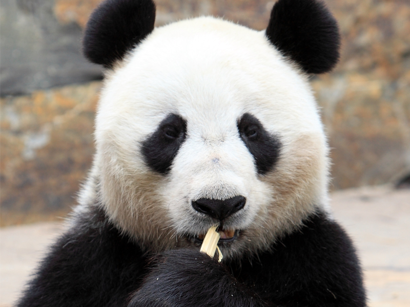Giant-Panda.jpg