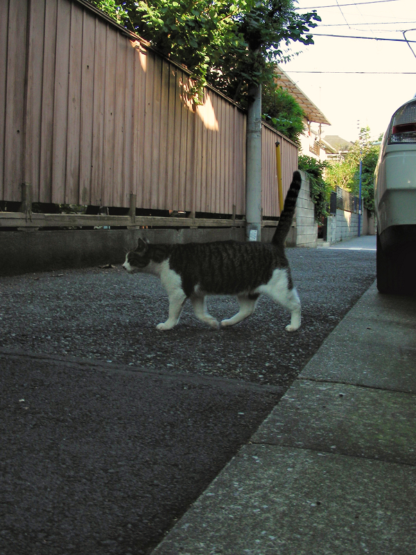 路地を駆け抜ける猫2