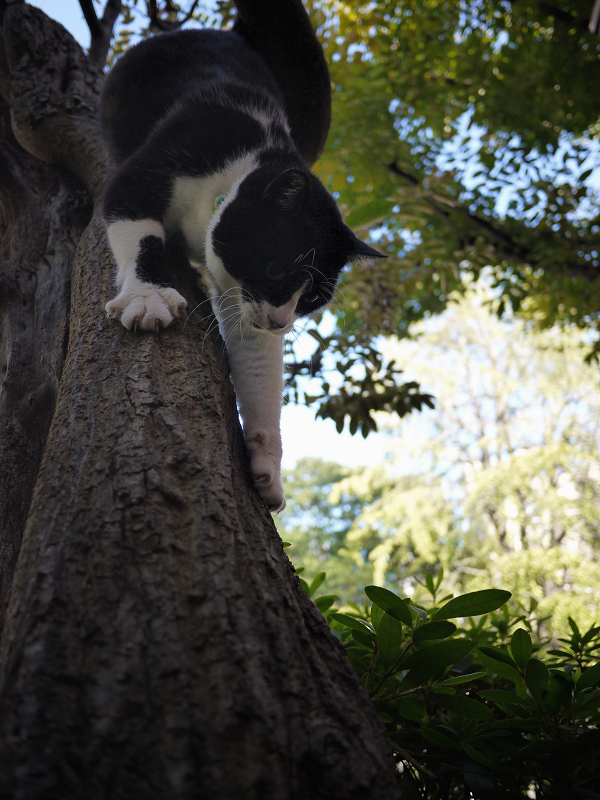 樹木から降りる義理姉猫3
