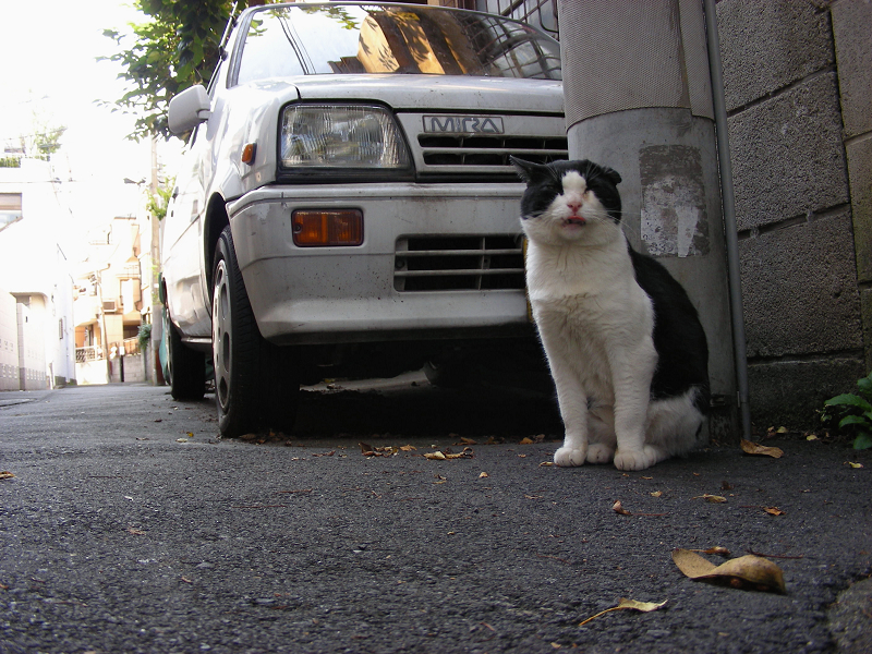 路地の仲良し黒白猫2