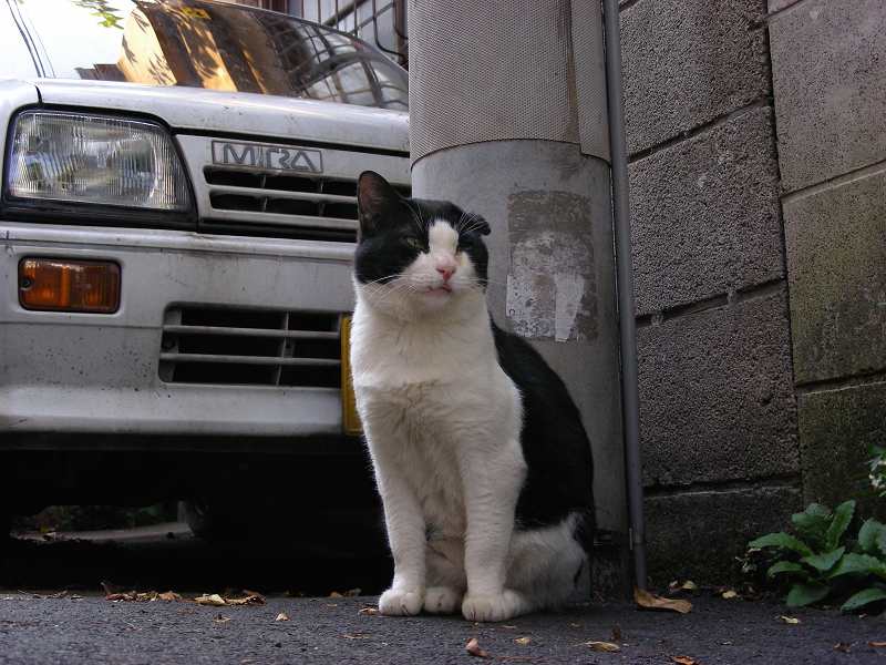 路地の仲良し黒白猫3