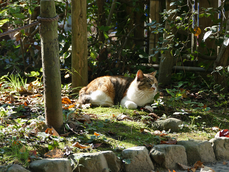 庭園の陽射しと三毛猫1