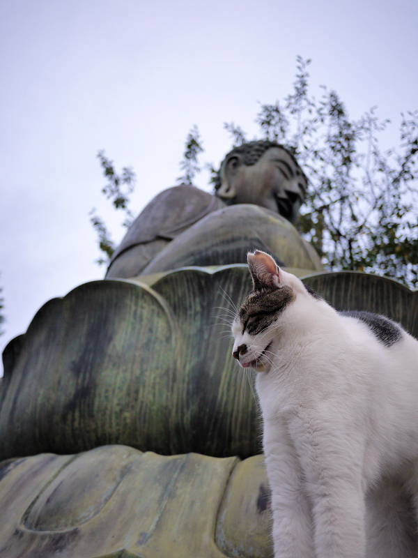 阿弥陀様の蓮華座と白キジ猫2