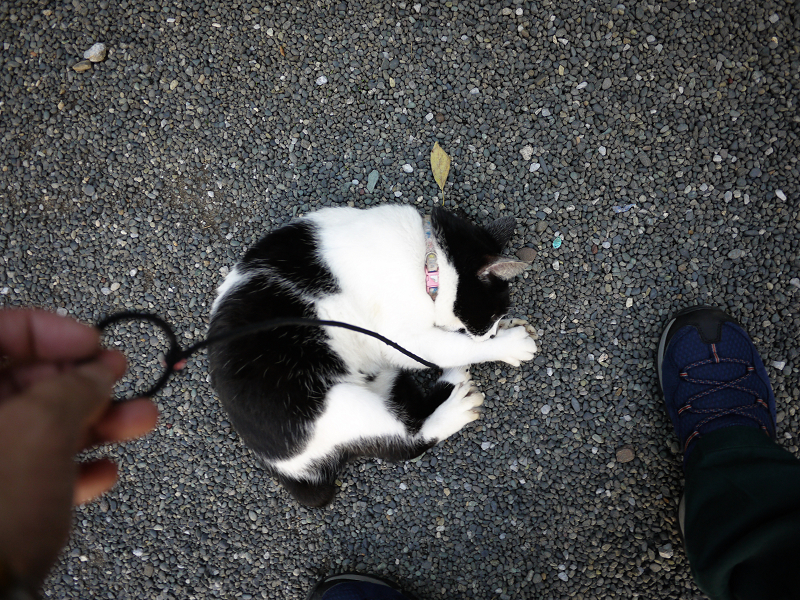 玉砂利でゴム紐遊びした白黒猫1