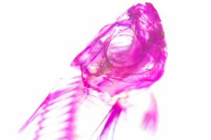 透明骨格標本 作り方 樹脂キーホルダー 本など関連キット グッズと販売店紹介 里海 伊勢志摩鳥羽の自然と観光