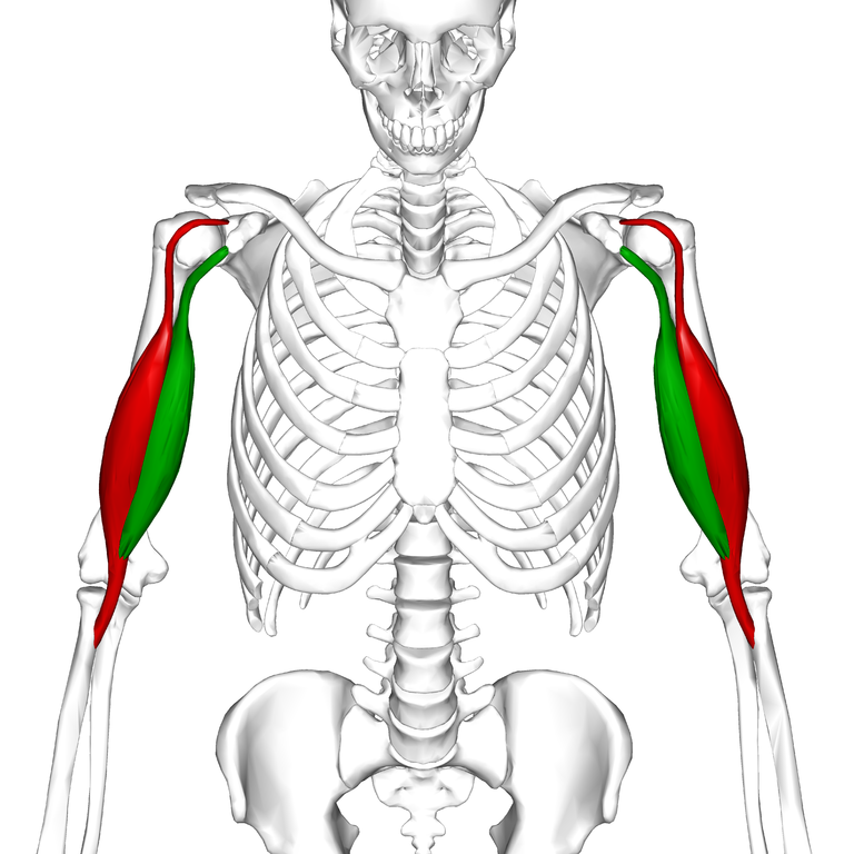 768px-Biceps_brachii_muscle06.png