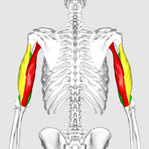 800px-Triceps_brachii_muscle06.png