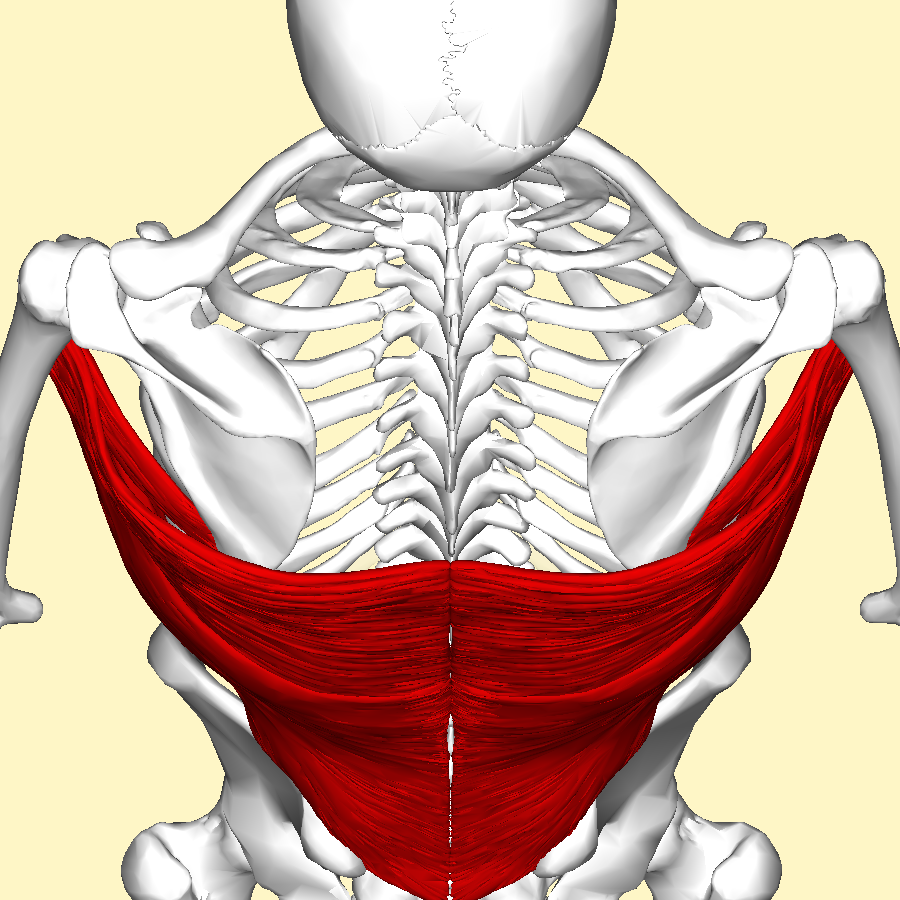 Latissimus_dorsi_muscle_above2.png