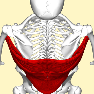Latissimus_dorsi_muscle_above2.png