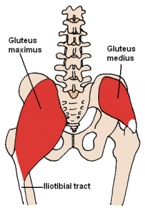 Posterior_Hip_Muscles_3_20160901064413957.png