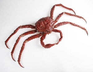 The_Childrens_Museum_of_Indianapolis_-_Alaskan_red_king_crab.jpg