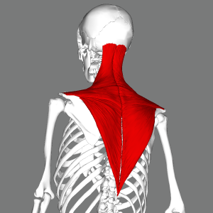 Trapezius_lateral4.png
