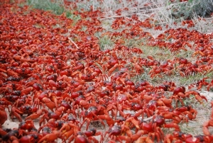 millions-of-red-crabs-migrate.jpg