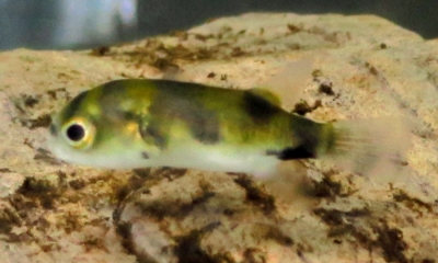 南米淡水フグ