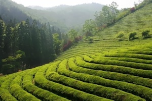 中国の茶畑