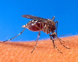 250px-Aedes_aegypti_biting_human.jpg