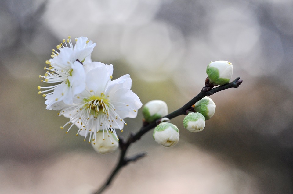 161108white-plum-blossoms.jpg
