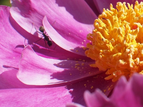500美しい花の中に蟻がいる1605133
